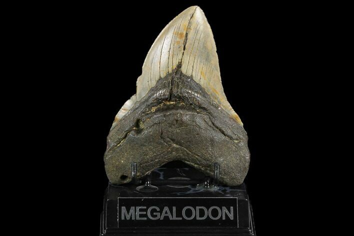 Fossil Megalodon Tooth - North Carolina #124387